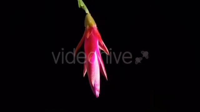 Expands Red Cactus Flower Schlumbergera on a Black Background | Stock Footage - Videohive смотреть онлайн