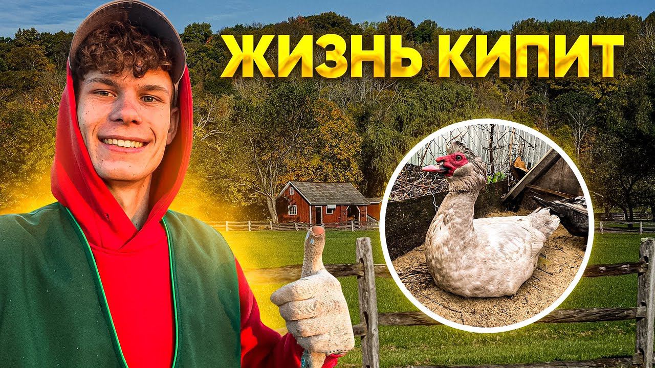 Долгожданный переезд в Курятники Как посадить курицу на яйца / Посылка / Сажаем картошку. Свой чай