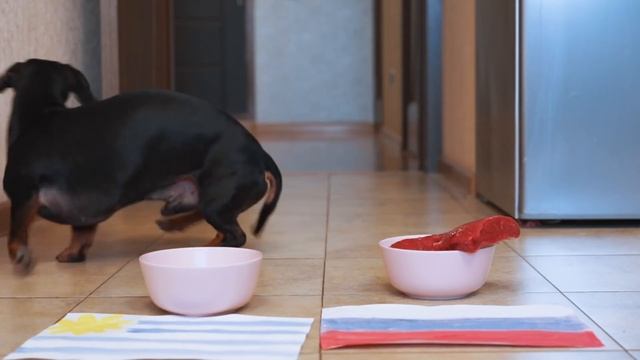 Oracle dog - Who Will Win?! FIFA World Cup 2018 Uruguay vs Russia! смотреть онлайн