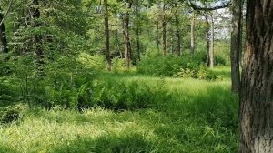 Папоротники в лесу Подмосковья в июне 2023.