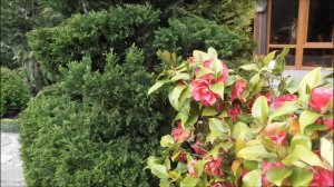 Ландшафтный дизайн одного участка