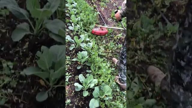 Триммер.прополка капусты.атрия смотреть онлайн