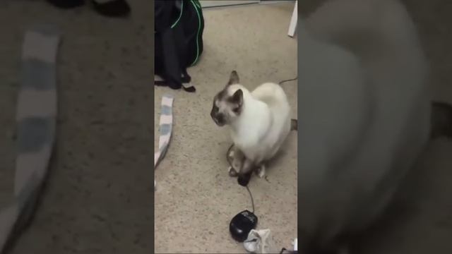 Funny Cat Videos #5 смотреть онлайн