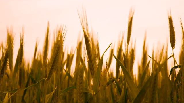 Вокальная студия "Созвездие". Ансамбль "Кассиопея". Песня "Конь" смотреть онлайн