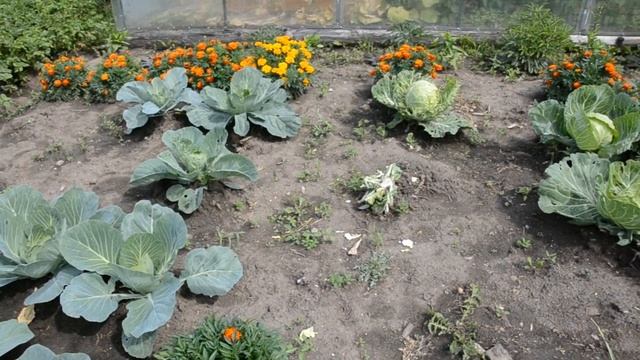 Наш ОГОРОД в конце ИЮЛЯ // Сад, цветник // Что ВЫРОСЛО в Сибири смотреть онлайн