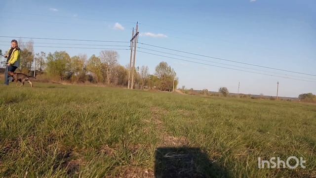 Zvabnyk Astral Unicorn Mindfulness щенок немецкой овчарки смотреть онлайн