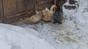 МУСКУСНЫЕ УТКИ//ВО СКОЛЬКО НАЧИНАЮТ ПЕРВОГОДКИ НЕСТИ ЯЙЦА?