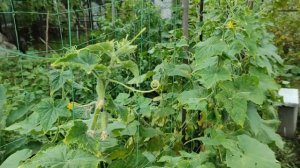 Обработка огурцов от болезней и вредителей.