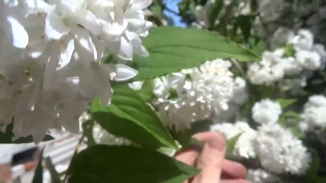 Куст дейции и пир горой шмелей и пчёл. смотреть онлайн
