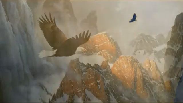 large birds of Russia крупные птицы России смотреть онлайн