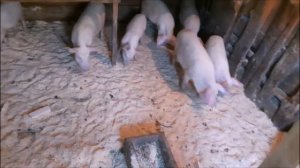 Содержание  поросят