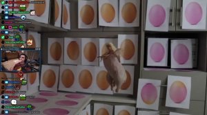 Shroud Reacts to HowToBasic