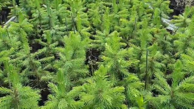 Ель голубая 2 года смотреть онлайн