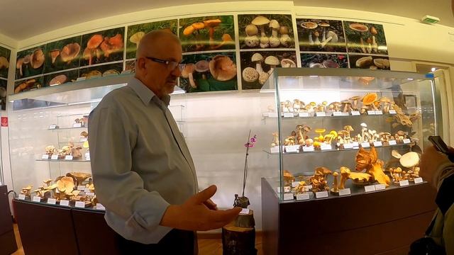Muzej Gljiva Zagreb | Mushroom Museum in Zagreb смотреть онлайн