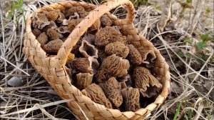 ГРИБЫ ВЕСНЫ! Первые весенние грибы 2024.Сморчковая шапочка, сморчки.