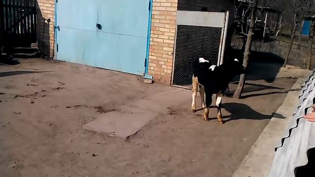 Коррида по-украински смотреть онлайн