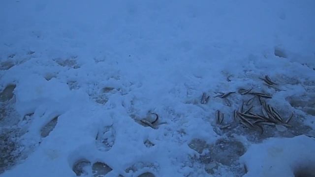 за корюшкой Белое море смотреть онлайн