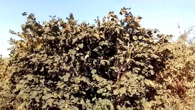 Фундук. Урожай 2020 (оцениваем перспективы на урожай каждого сорта)