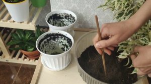 Фикус Бенджамина Де Гантель. Посадка двух фикусов в один горшок