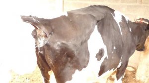 Искусственное осеменение коров