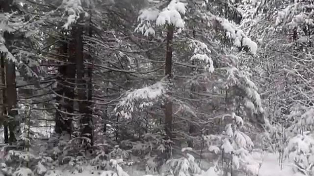 Сосны улетающие в небо Автор музыки и исполнитель Аверьянов Сергей online video cutter com смотреть онлайн