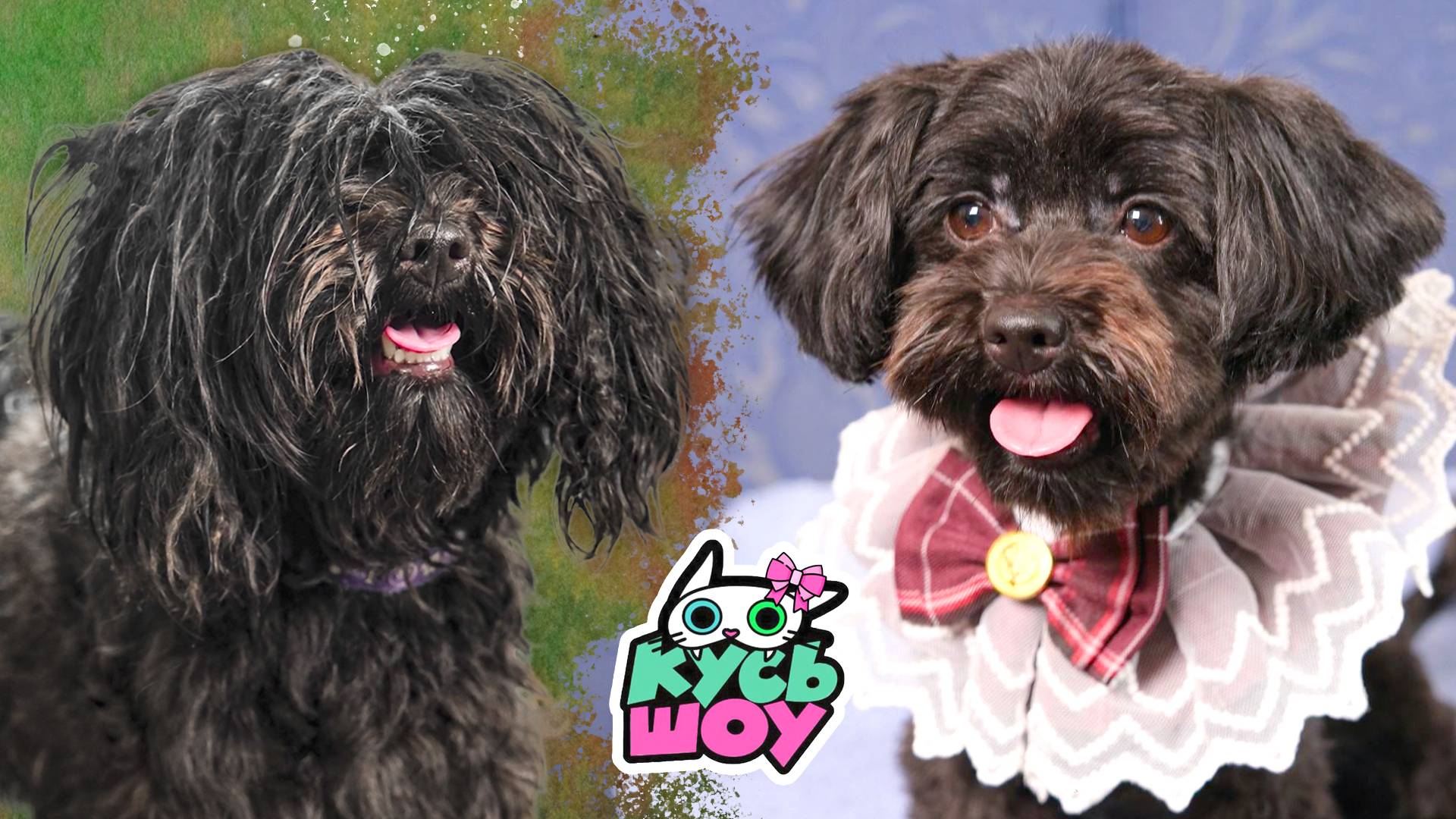 Из Жужи в Жозефину — Кусь-шоу — Бьюти преображение