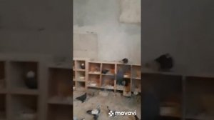 Все бойные голуби от. Санжар. Г. Самарканд