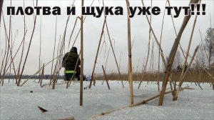 Рыбалка 16 марта - плотва выходит в тростник!