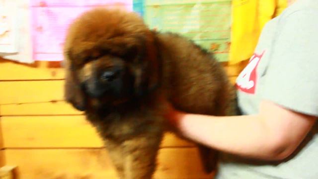 MVI 9988 смотреть онлайн