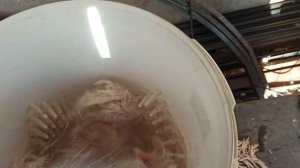 Перосъемная машина для ощипа перепелов. По 6 перепелов сразу.