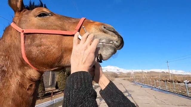 Абакан той сотилади Ғазалкентда! Продаётся лошадь! Абакан! смотреть онлайн