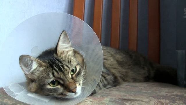 САМАЯ ГРУСТНАЯ КОШКА ПЛАНЕТЫ смотреть онлайн