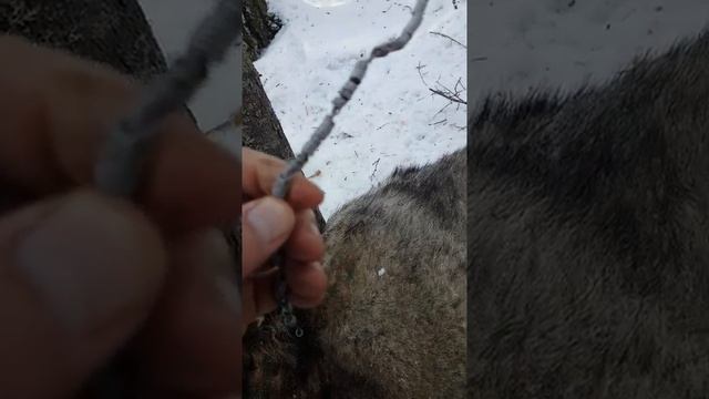 Волк в петле, регулируем численность волка..mp4