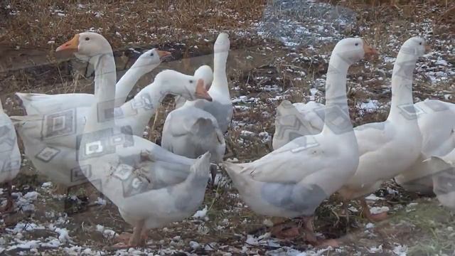 VLOG// Высказалась, давно хотела и слова сложились. О пользе критики.