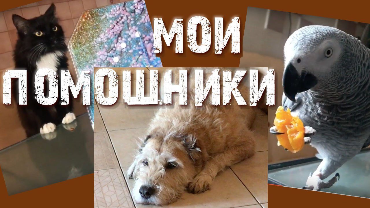 Моя творческая студия и ее помощники! Они живут среди нас! Веселые домашние питомцы. смотреть онлайн