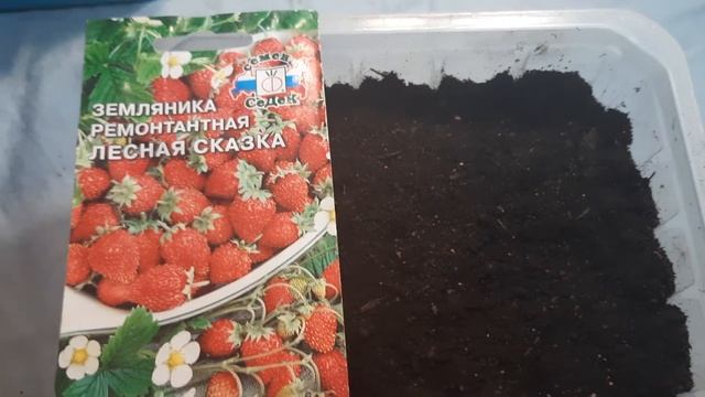 Несколько способов посадки земляники мелкоплодной. смотреть онлайн