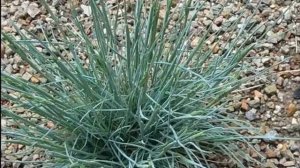 Кортадерия