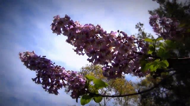 Как Цветет Японский Парк Буэнос Айреса !!! смотреть онлайн