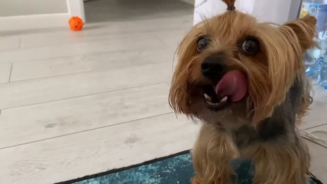 NEW VLOG • КУЛИНАРИМ 😁 смотреть онлайн