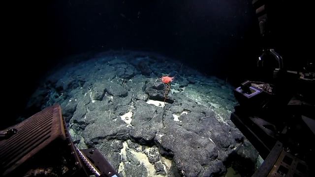 Venus flytrap sea anemone смотреть онлайн