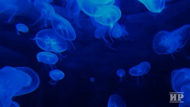 Изменить жизнь или сила подсознания - советы Джо Диспенза смотреть онлайн