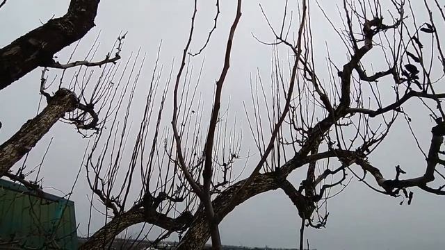 Старая, большая груша. Обрезка для хорошего урожая. смотреть онлайн