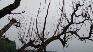 Старая, большая груша. Обрезка для хорошего урожая.