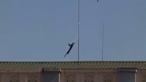 Как отпугивать голубей со зданий? Динамические отпугиватели птиц.