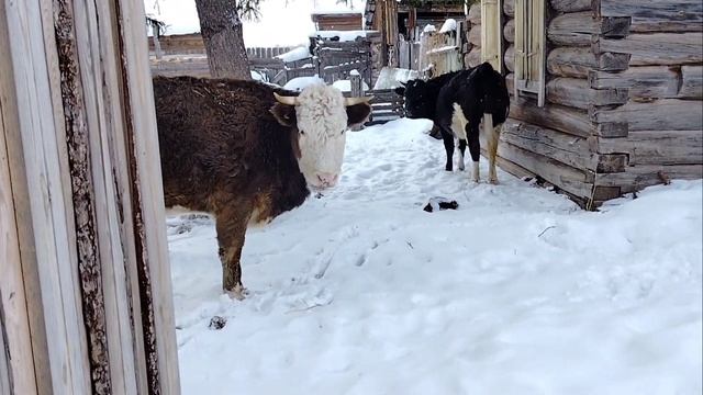 В гостях у сестры мужа ( продолжение) смотреть онлайн