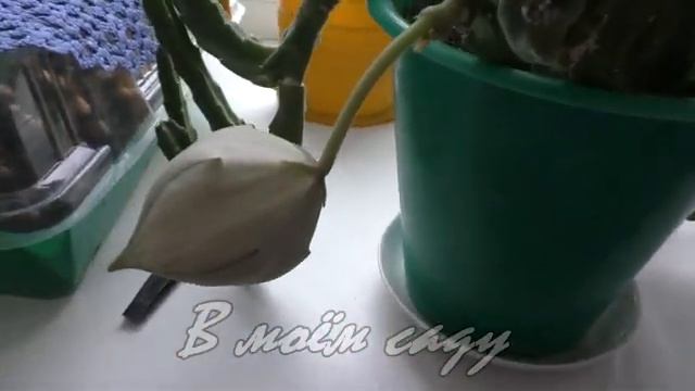 СТАПЕЛИЯ - красавица с "ДУРНЫМ нравом" смотреть онлайн