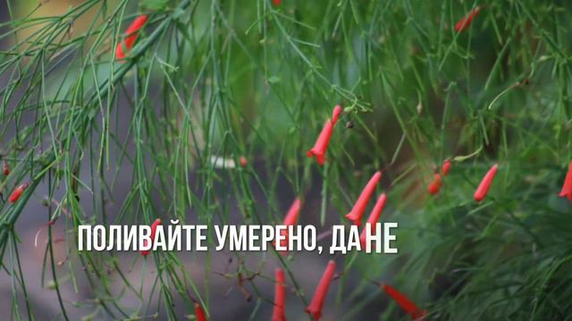Russelia equisetiformis-Нежната красавица -Руселия ! смотреть онлайн