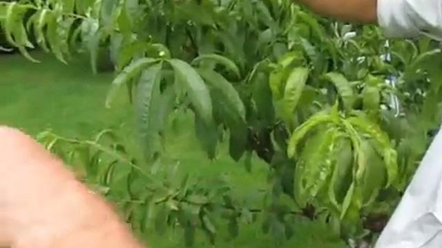 ПЕРСИК. Новый метод обрезки персика летом. Как обрезать персик чтобы плоды стали крупнее смотреть онлайн