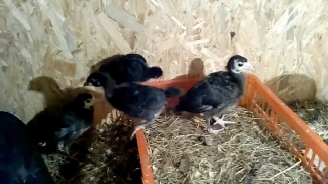 Московская чёрная наседка с детьми смотреть онлайн