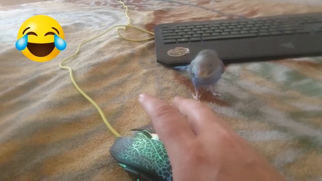 Мой обнаглевший попугай волнистик. Волнистый попугай кусается. смотреть онлайн